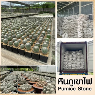 หินภูเขาไฟ pumice stone pHเป็นกลาง ปรับสภาพดิน ขนาดแบ่ง กรองบ่อปลา ปิ้งย่าง