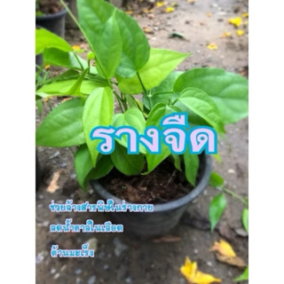 รางจืด กระถาง5นิ้ว พร้อมส่ง พุ่มสวย