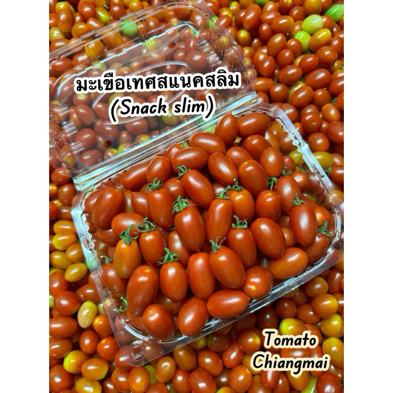 มะเขือเทศสด พันธุ์สแนคสลิม (Snack slim)