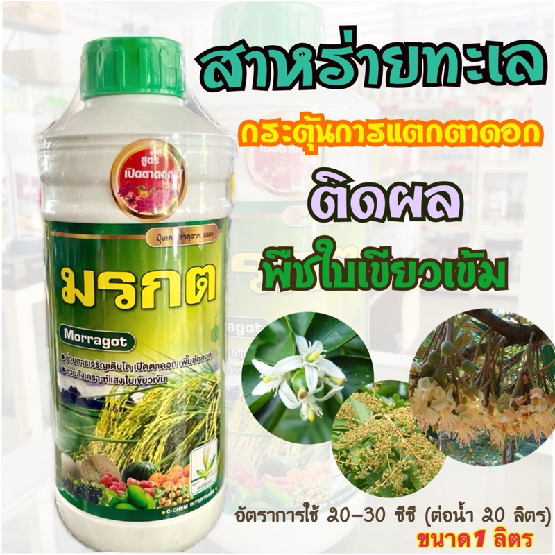 มรกต สาหร่าย สาหร่ายน้ำ สาหร่ายน้ำเขียว สูตรเปิดตาดอก