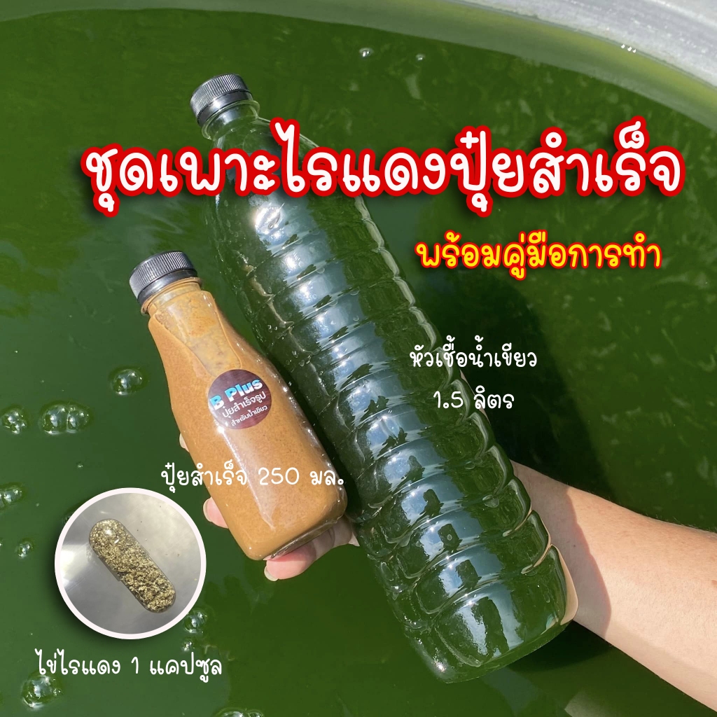 ชุดเพาะไรแดงปุ๋ยสำเร็จ เขียวเร็ว แตกตัวไว สำหรับอาหารปลา