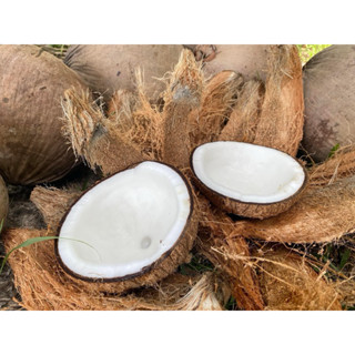 ลูกมะพร้าวเเก่  พร้อมปอกเปลือก  ลูกใหญ่ จากบ้านสวนพัทลุง