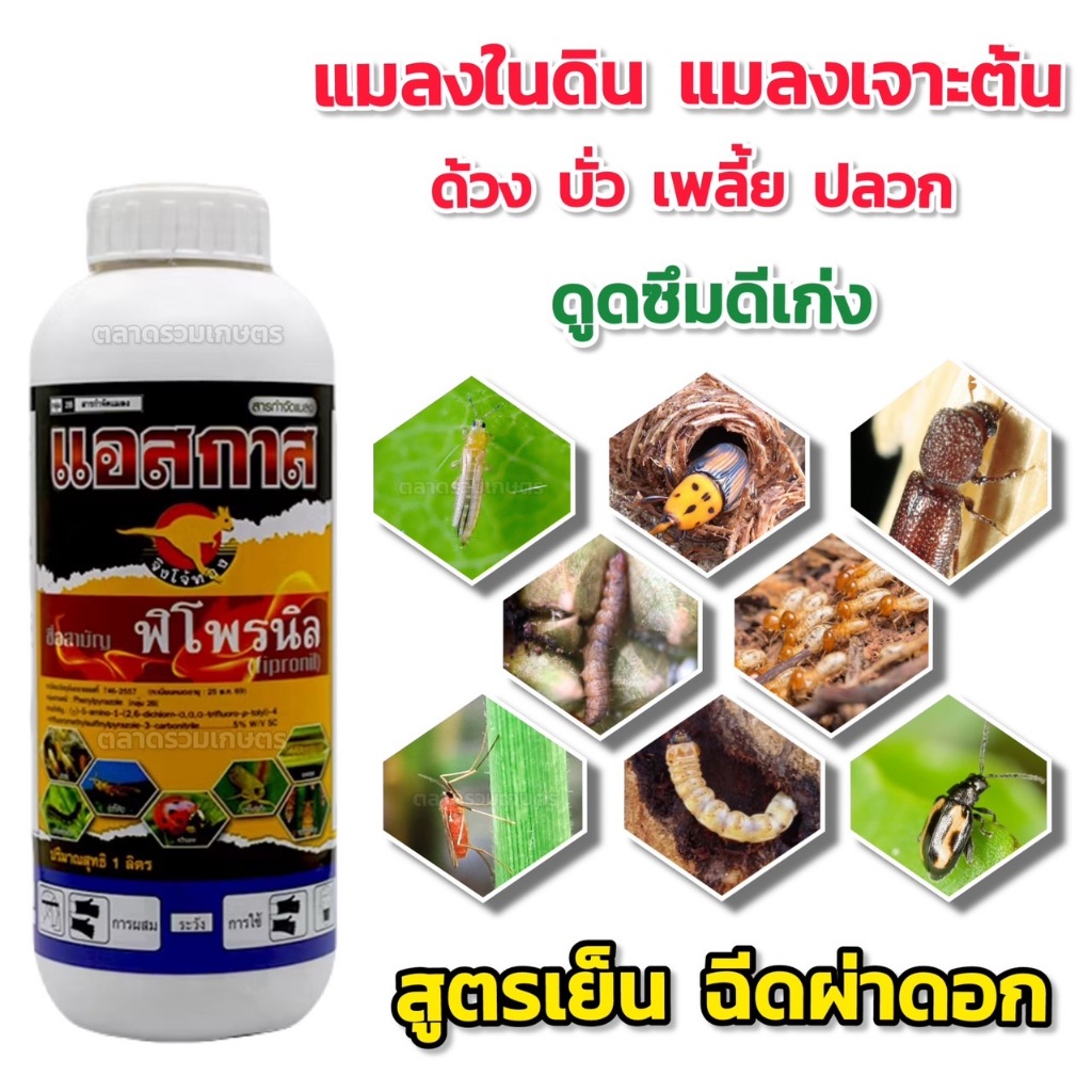 แอสกาส พิโพรนิล จิงโจ้ (สูตรเย็น ดูดซึมดี) สารกำจัดแมลง กำจัดหนอน เพลี้ย ปลวก แมลงเต่าทอง แมลงในดิน แมลงเจาะต้น