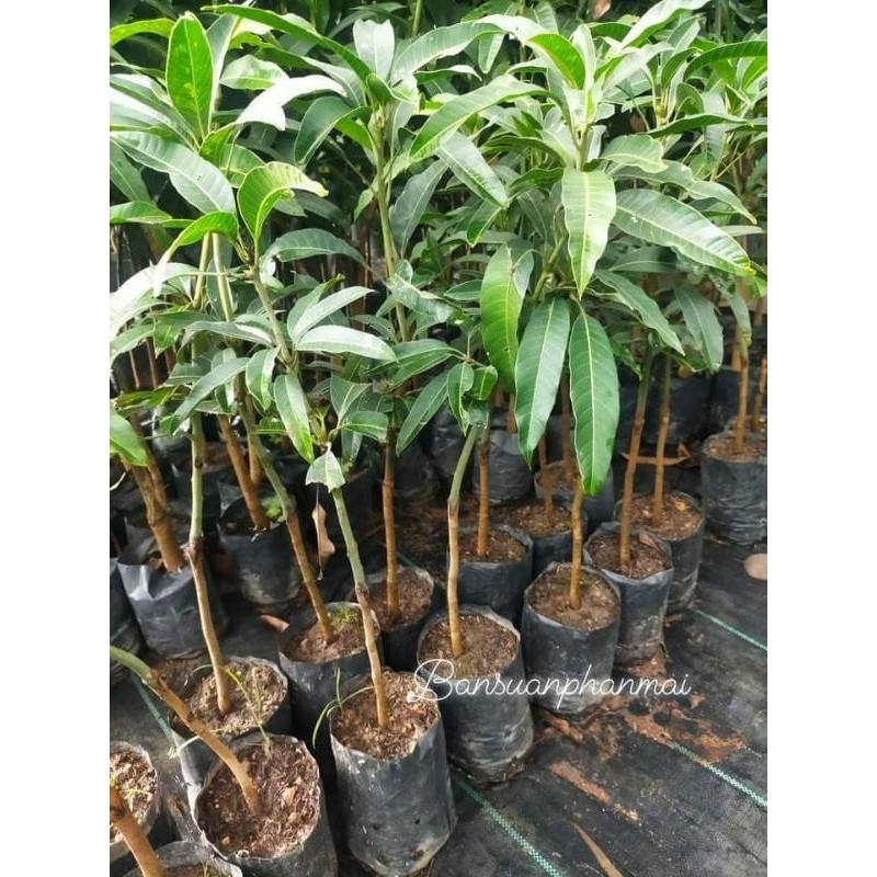 ต้นมะม่วง พันธุ์มันขุนศรี ต้นเสียบยอด สูง 1.3-1.5 เมตร