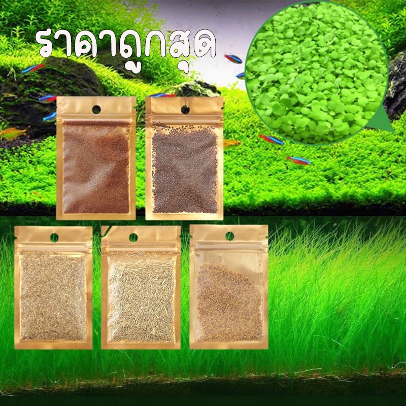ราคาถูกสุด เมล็ดพันธุ์ไม้น้ำ หญ้าไม้น้ำ พืชน้ำ(กรอซโซ)ปลูกตกแต่งตู้ปลา 8 ชนิด 5กรัม/ถุง พร้อมส่ง