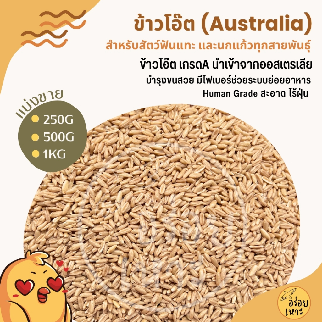 ข้าวโอ๊ต Oat Australia เกรดA อาหารนกแก้ว / สัตว์ฟันแทะ สะอาด ไร้ฝุ่นทุกถุง (บรรจุ 250G / 500G / 1KG)