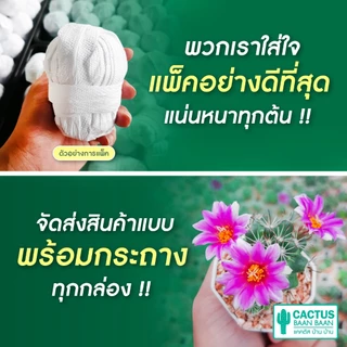 กระบองเพชร แคคตัส ต้นใหญ่ กระถางสีขาว 3 นิ้ว [จัดส่งทั้งกระถาง]