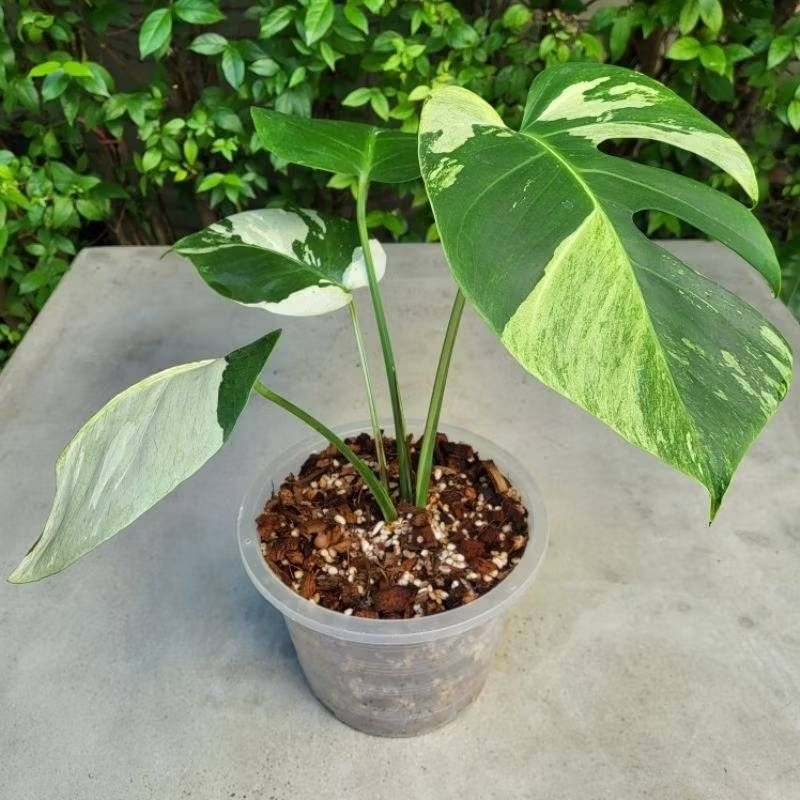 Monstera Mint Variegated (Deli x Borsi) ต้นมอนสเตอร่า มิ้นต์ด่าง (มอนมิ้นต์) จัดส่งพร้อมกระถาง