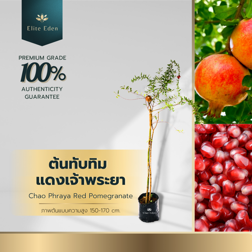 ต้นทับทิมแดงเจ้าพระยา สูง 60-170 cm. (ต้นเล็ก) ผลใหญ่ เนื้อเยอะรสชาติหวาน ประกันพันธุ์แท้100%