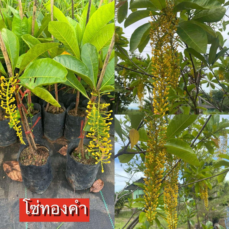 ต้น โซ่ทองคำ ออกดอกไวมาก 1-2เดือน เลี้ยงง่ายเข้ากับทุกสภาพ อากาศได้ดี