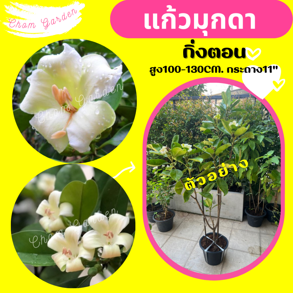 ต้นแก้วมุกดา กิ่งตอน-เคยติดดอกแล้ว