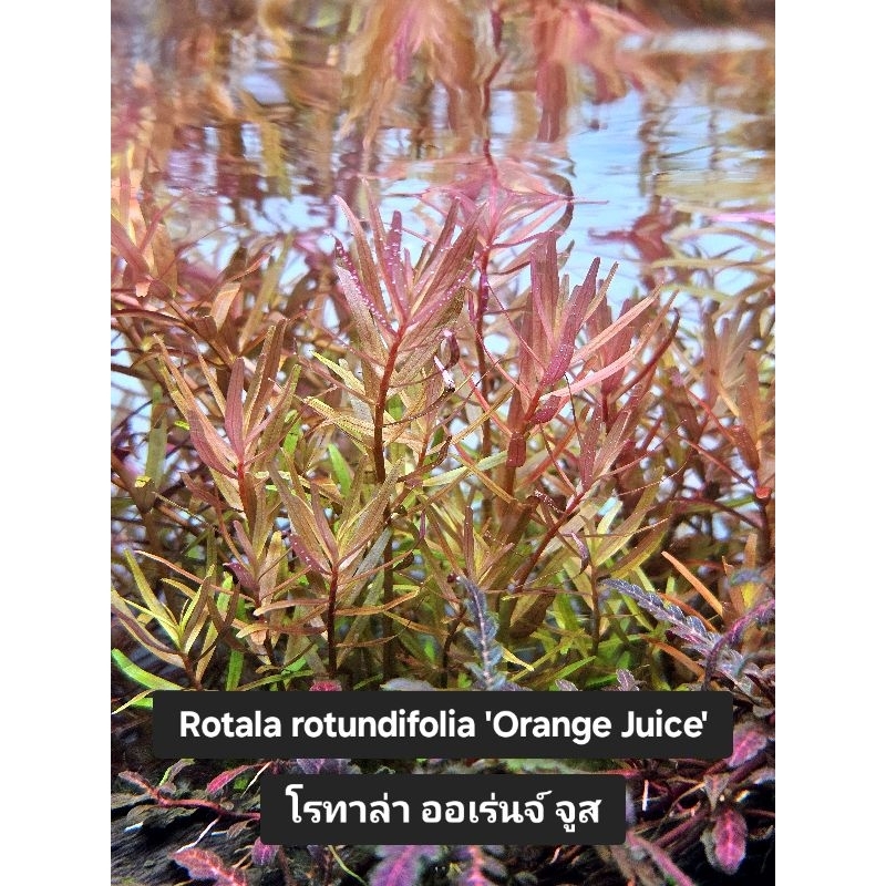Rotala rotundifolia 'Orange Juice' (โรทาล่า ออเร่นจ์ จูส) ไม้น้ำสีส้ม เลี้ยงง่าย