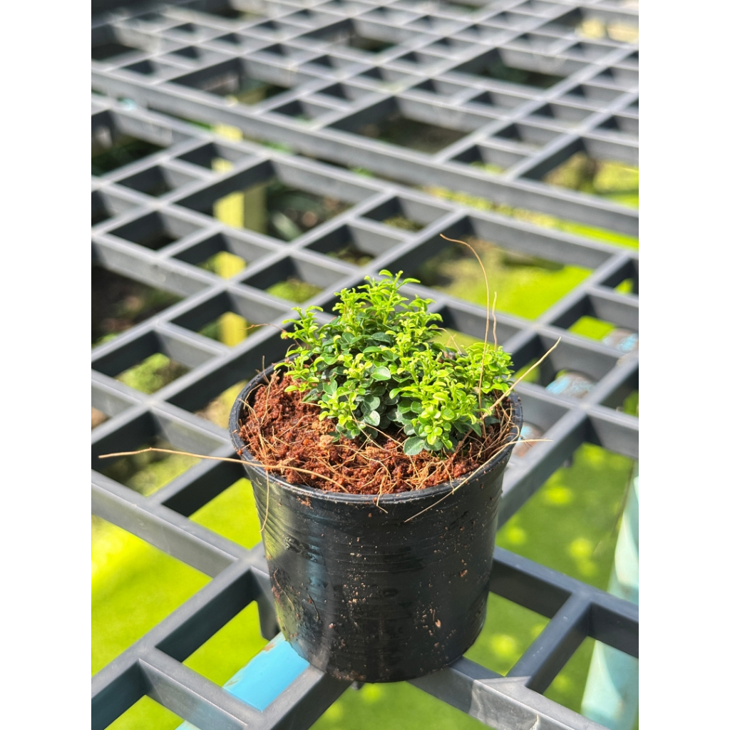 มุมมอง 2