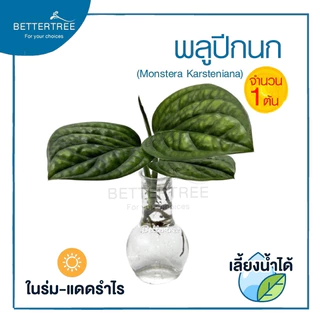 พลูปีกนก(จำนวน 1 ต้น) Monstera sp. 'Karstenianum' ต้นไม้ฟอกอากาศ ต้นไม้ พลูด่าง พลูปีกนก