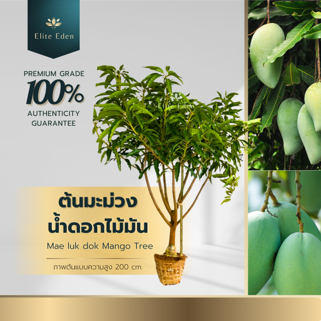 ต้นมะม่วงน้ำดอกไม้มัน สูง 60-140 cm. (ต้นเล็ก) รสหวานมัน เมล็ดเล็ก ผลใหญ่ เนื้อละเอียดกรอบ
