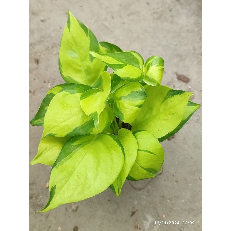 พลูงาช้างด่างทอง🌱Neon Joy Pothos