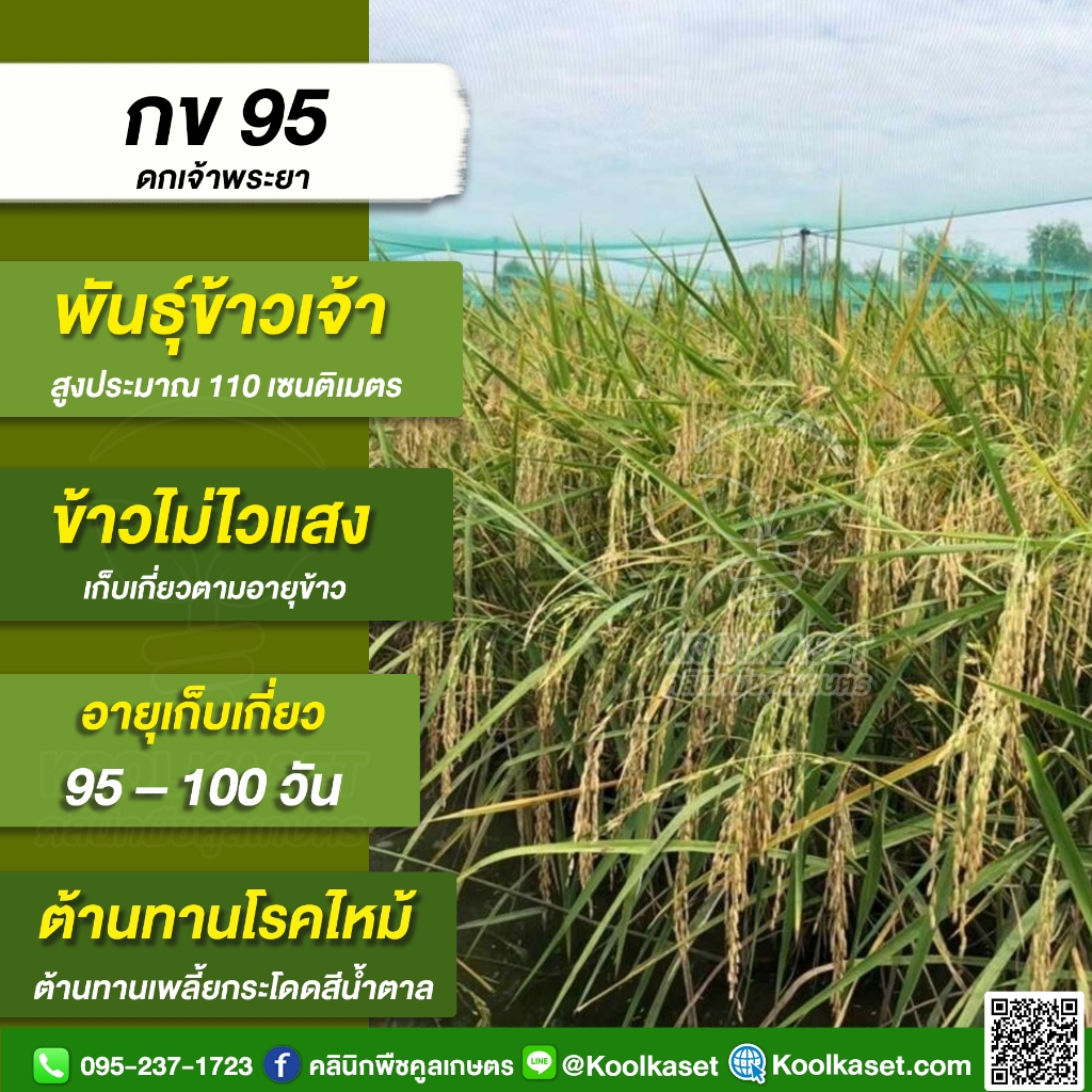 พันธุ์​ข้าว​ ข้าวเจ้า กข.95 ข้าวนาปี นาปรัง ไม่ไวแสง แข็ง ต้านทานเพลี้ย 1-15 กก. คูลเกษตร ไรซ์ KR17