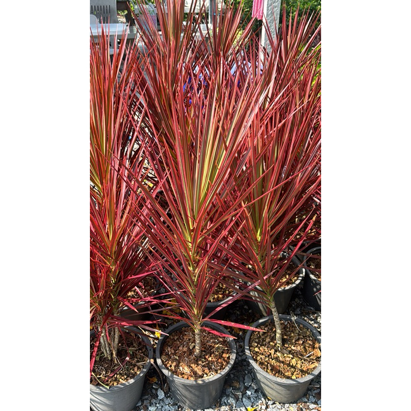 #เข็มสามสี ชื่อวิทยาศาสตร์ : #Dracaena cincta Baker cv. Tricolor ขนาด80-120cm