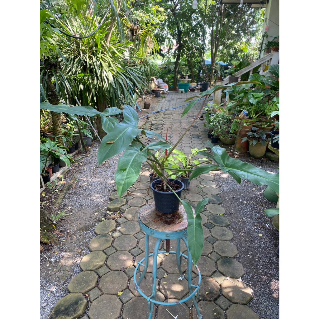 philodendron maxicanum ฟิโลหูม้า ต้นใหญ๋