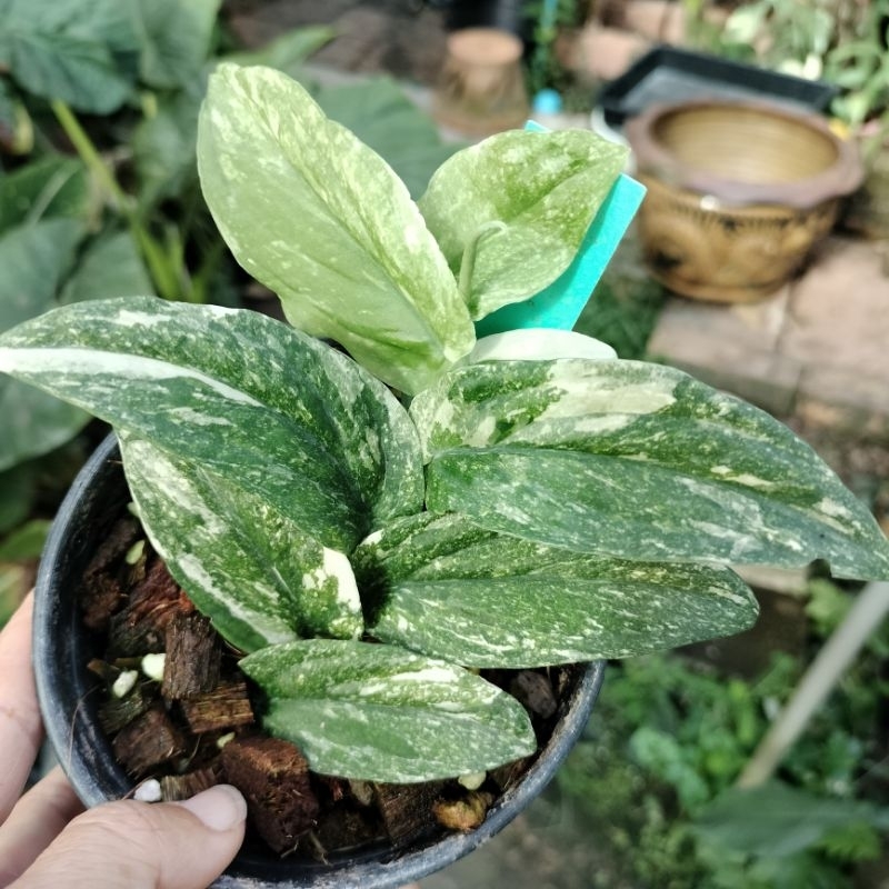 Rhaphidopra korthalsii แนบอุราคอกตาซิอาย พลูแนบด่างขาว ทรงใบยาว