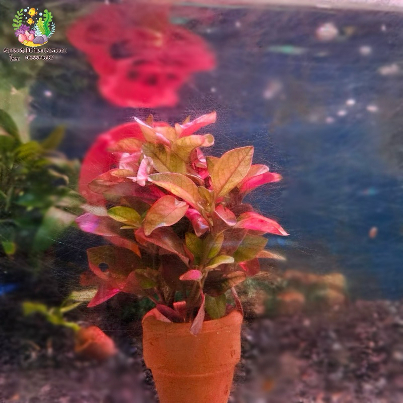 ต้นการ์ตูน พร้อมกระถาง🌱💦 - รูปที่ 2