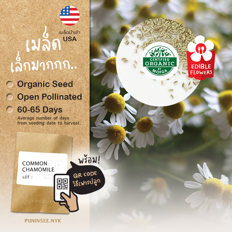 เมล็ดดอกไม้นำเข้า คาโมมายล์ Common Chamomile (Organic Seed) สมุนไพรฝรั่ง ดอกไม้กินได้ ชงดื่ม