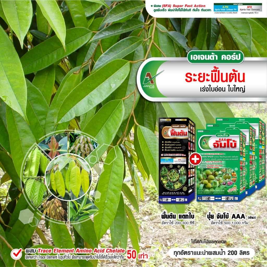 ฟื้นต้นทุเรียน ปุ๋ยทางใบทุเรียน หลังเก็บผลผลิต ฟื้นต้น แตกกิ่ง แตกใบ แตกกระโด่ง เอเจนต้า คอร์ป (1 ลิตร + 3 กิโลกรัม)