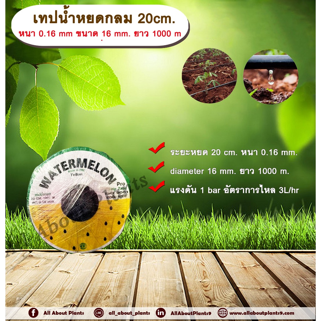 เทปน้ำหยด 20 cm. หนา 0.16 mm ขนาด 16 mm. ยาว 1000 m. ตราแตงโมเหลือง เทปน้ำหยด สายน้ำหยด แบบกลม แบบกิ๊ป ระยะห่างรู 20 cm.
