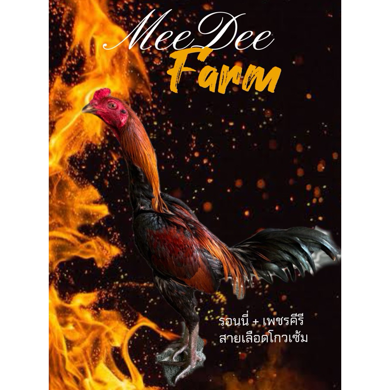 ไข่ไก่ชน เน้นเบอร์แข้งต้องสายนี้ครับ รอนนี่ + เพชรคีรี สายเลือดโกวเซ้มของแท้100%
