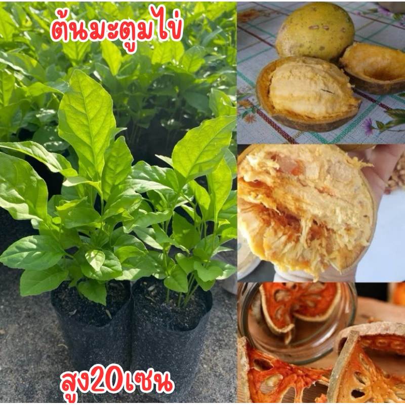 ต้นมะตูมไข่หรือมะตูมบ้าน4ต้น90บาท พร้อมปลูก สูง30เซน