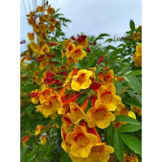 ทองอุไรสีส้มเหลืองมิกกี้เมาส์1ต้นถุงดำเล็กไม้ประดับไม้มงคล