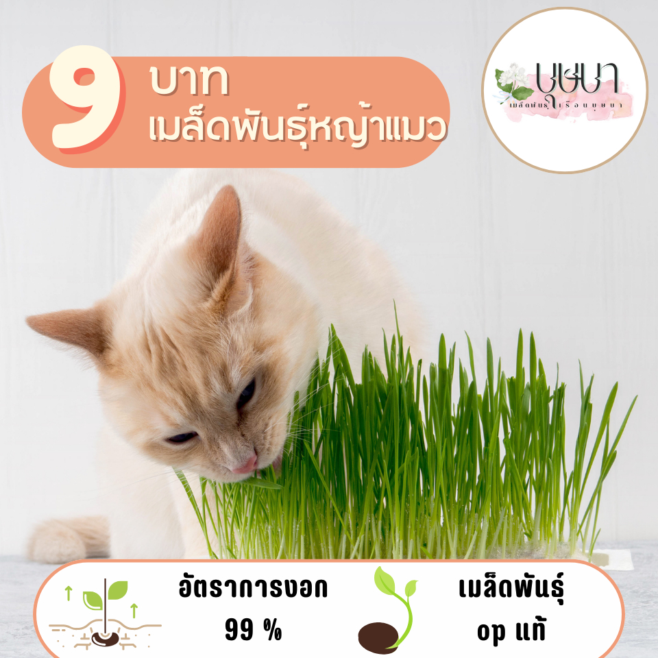 เมล็ดพันธุ์หญ้าแมว 9บาท  100เมล็ด