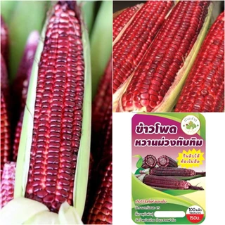 [กินดิบได้!] 🌽 เมล็ดพันธุ์ ข้าวโพดหวานม่วงทับทิม ข้าวโพดทานดิบได้ ไม่ใช่ ทับทิมสยาม ข้าวโพดฮอกไกโด ข้าวโพดทับทิม