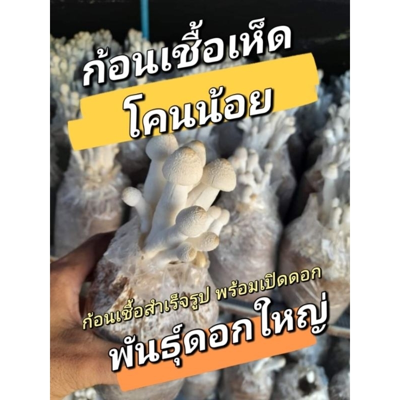 เห็ดโคนน้อย 20 ก้อนสำเร็จรูปแบบเปิดดอก