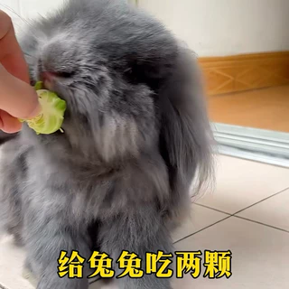 [Hamsterth]อาหารเสริม กะหล่ำปลี Freeze-Dried สำหรับสัตว์เล็ก แฮมสเตอร์ เม่นแคระ ชูก้า ดอร์เม้าส์