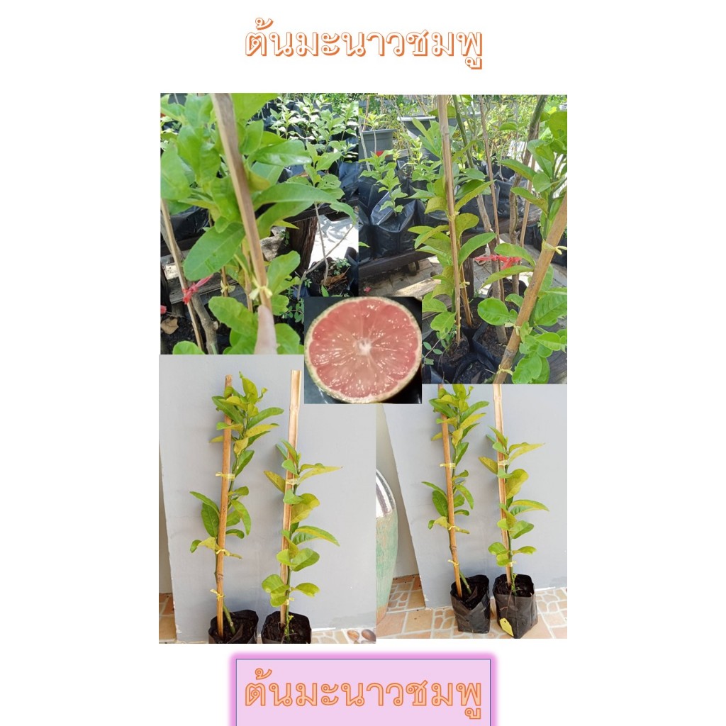ต้นมะนาวชมพู  จากเสียบยอด  ขนาดความสูง 50-60 ซม.