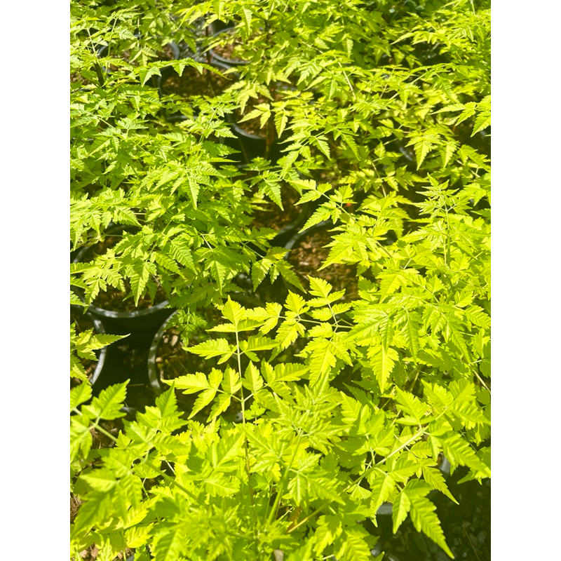 ต้นเกษมณีสีทอง สูง 60-100 ซม. - รูปที่ 4