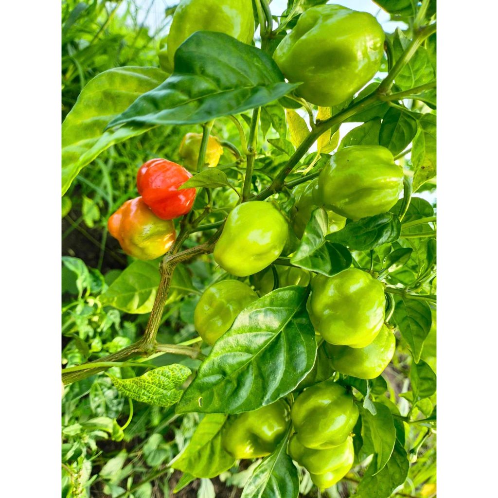 ต้นพันธุ์ พริก อาบาเนโร พริก ฮาบาเนโร่ ถุงดำ 39  บาท พร้อมปลูก  ต้นใหญ๋  Red Habanero Pepper