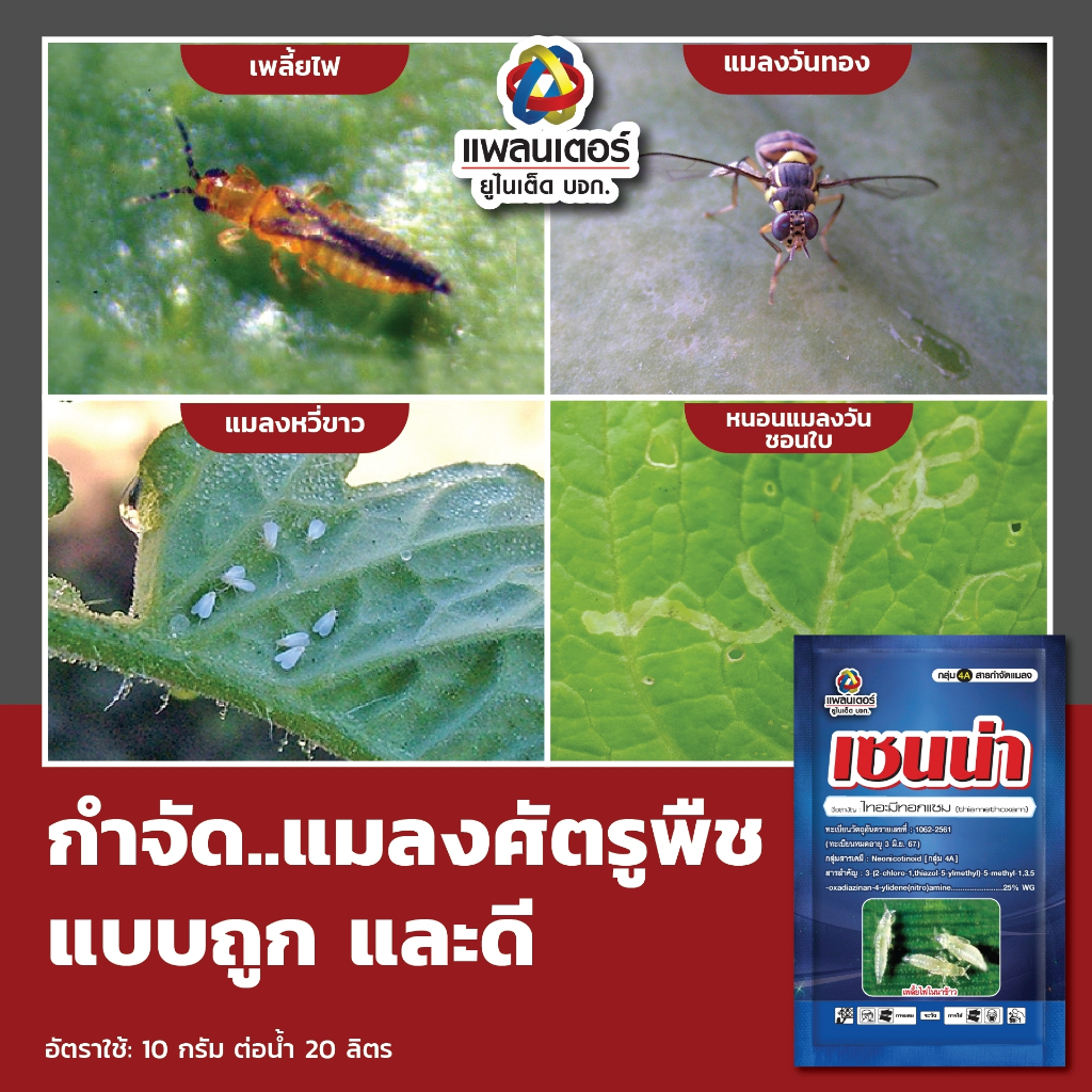 เซนน่า (ไทอะมีทอกแซม 25%) ยาดูดซึม สูตรเย็น ยาฆ่าเพลี้ย แมลงหวี่ขาว แมลงปากดูด เพลี้ยแป้ง เพลี้ยหอย บั่ว ฯ ซอง 100 กรัม