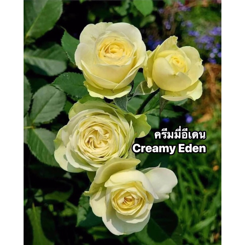 กุหลาบ-ครีมมี่อีเดน “Creamy Eden”  ดอกสีเขียวเหลือง ให้ดอกดกเป็นช่อ บานทน เลี้ยงง่าย
