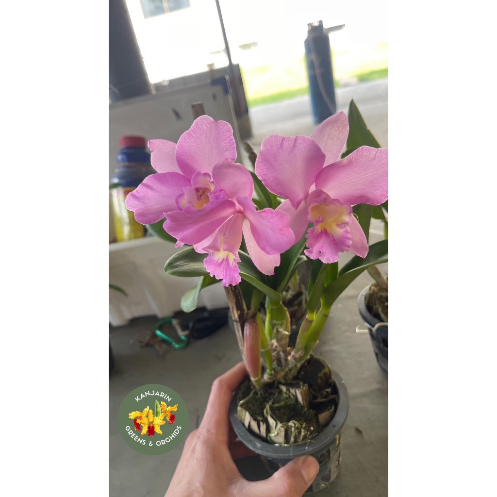 กล้วยไม้แคทลียา คริสต์มาสโรส Cattlianthe Doris and Byron 'Christmas Rose'