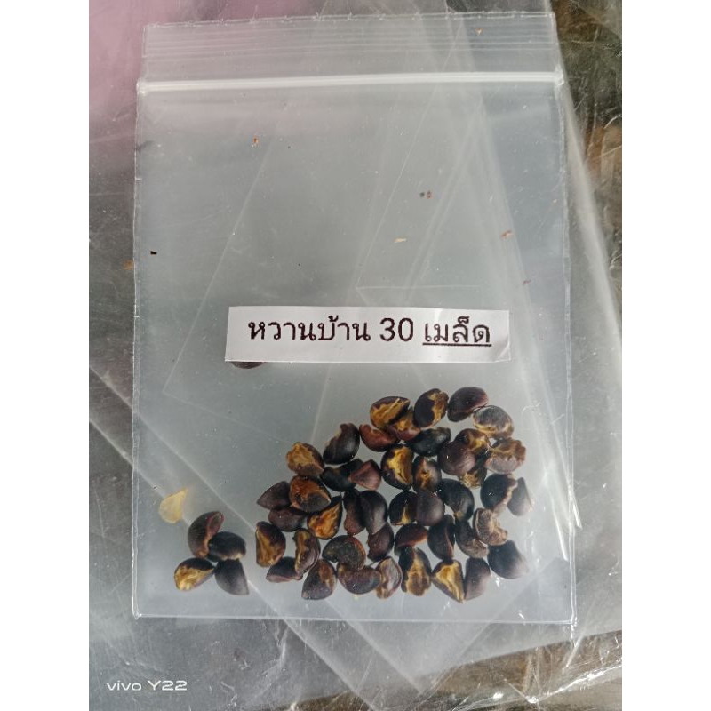 เมล็ดพันธุ์ผักหวานบ้านพร้อมเพาะ 30 เมล็ด ราคา ถูกที่สุด ดีลบีเคเค แกลเลอรีภาพที่ 3