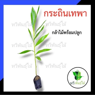 ต้นกระถินเทพา กล้าไม้พร้อมปลูก ไม้ประดับ Tawee Pantmai กระถินเทพา ไม้มงคล ไม้เศรษฐกิจ