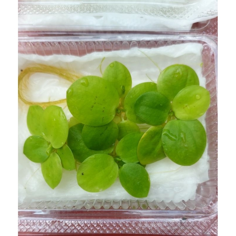 จอกเขียวญี่ปุ่น หรือ จอกอเมซอน Amazon