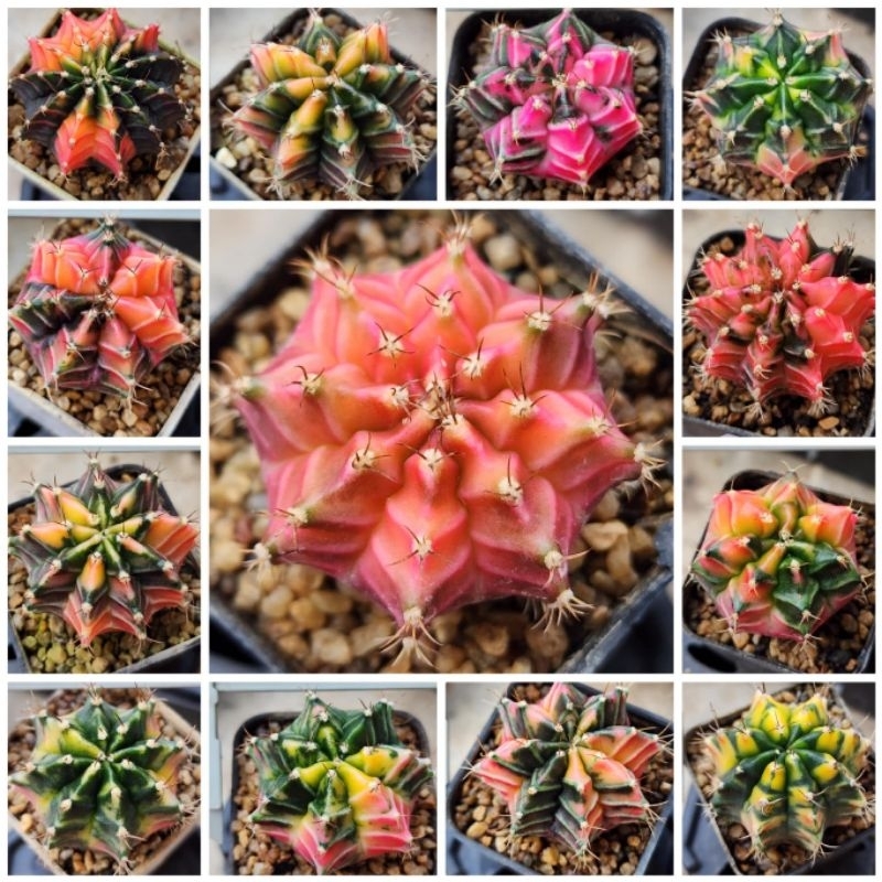 Gymnoด่าง สีสดใส ไม้เมล็ด (Seeding) กระถาง2นิ้ว