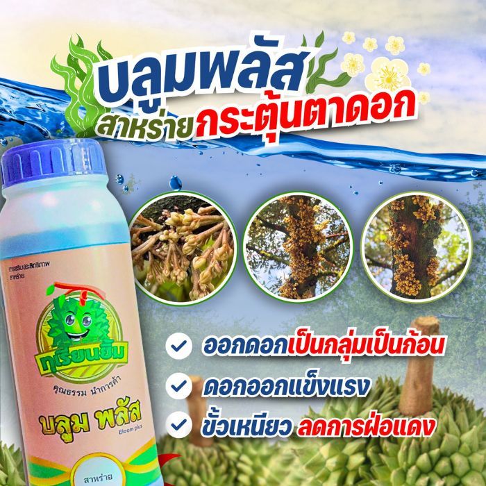 บลูมพลัส อะมิโนสาหร่ายกระตุ้นดอก ออกดอกง่าย ดอกเกาะกลุ่ม ลดการฝ่อแดง