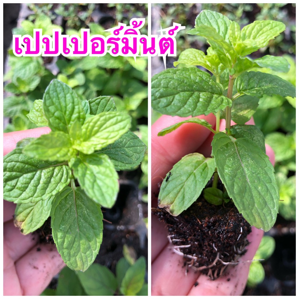 ต้นเปปเปอร์มินต์ (Peppermint) ปักชำจากกิ่ง ต้นแข็งแรง มีรากสมบูรณ์ พร้อมปลูก ต้นเปปเปอร์มินต์ (Peppermint)