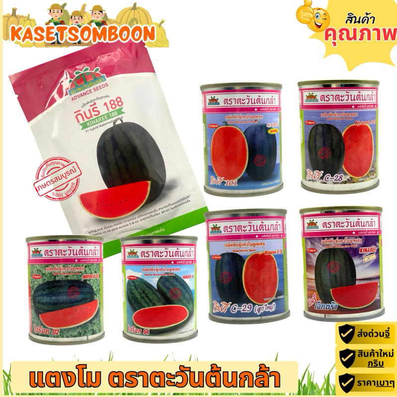 แตงโมกินรี188, 101, C-28, C-29, เอ็กตร้า 40 ก. เมล็ดพันธุ์ตราตะวันต้นกล้า  เแตงโม ลูกใหญ่ ราคา ถูกที่สุด ดีลบีเคเค