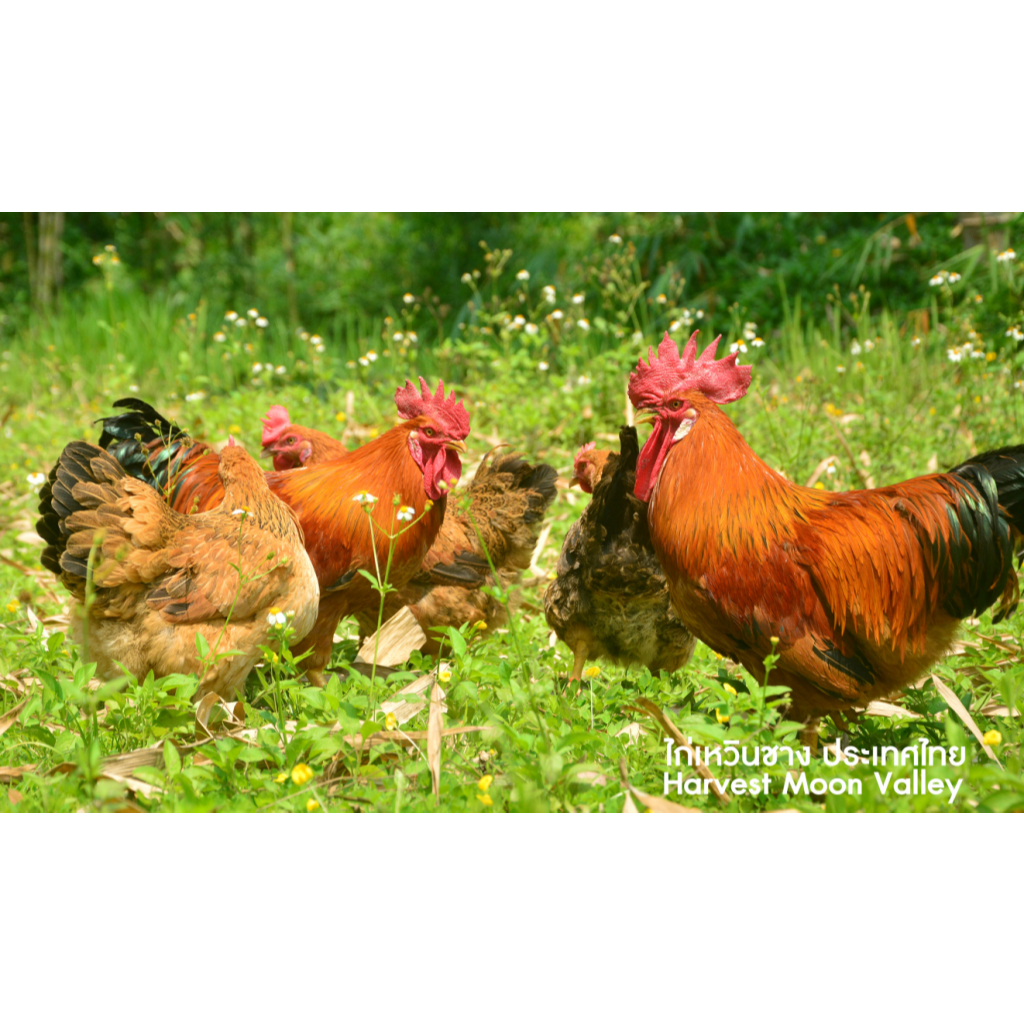 ไข่เชื้อไก่เหวิงซาง (ไก่ไหหลำ) เนื้อไก่ที่อร่อยที่สุดในโลกจากประเทศจีน ไก่ไข่และไก่เนื้อ