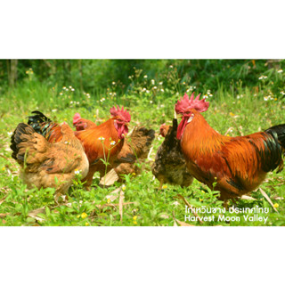 ไข่เชื้อไก่เหวิงซาง (ไก่ไหหลำ) เนื้อไก่ที่อร่อยที่สุดในโลกจา…